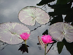 276 Longwood Gardens [2008 August 23]